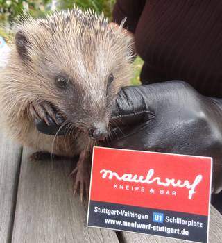 Hedgehog, Stuttgart